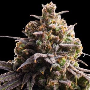 semillas feminizadas Tahitian Tingle Triploid para cultivo