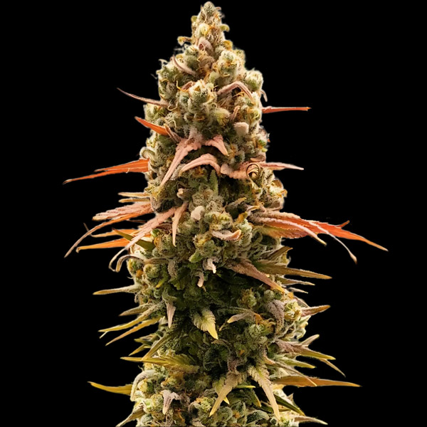 Semillas feminizadas Taipan Moonbow de Empire Seeds para cultivo