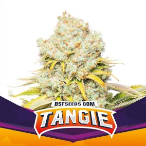 Semillas feminizadas Tangie BSF Seeds para cultivo de cannabis