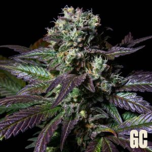 Tatin 3 u. fem Grand Cru Genetics