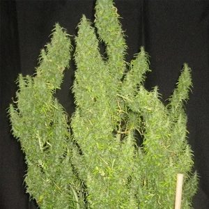 Thai 5 u. Regular Ace Seeds