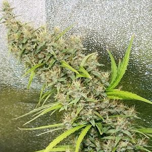 Thai x Panama 5 u. Regular Ace Seeds