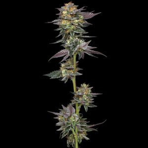 semillas feminizadas The Bling Humboldt Seeds Company para cultivo