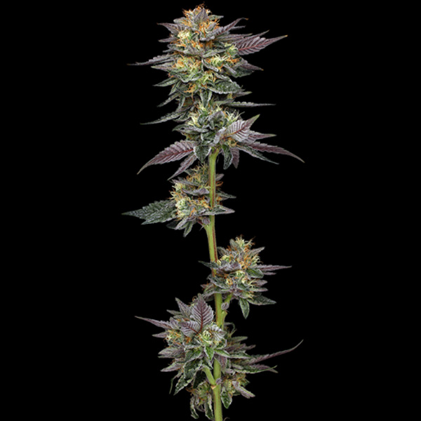 semillas feminizadas The Bling Humboldt Seeds Company para cultivo