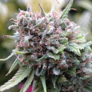 The Cure (AF/SK x HZ (AC)) 15 u. reg. Mr. Nice Ed. Limitada