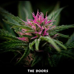 The Doors (NL5/HZ x HZ (AC)) 15 u. reg. Mr. Nice Ed. Limitada