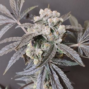 The Epstein List 4 u. Seeds of Anarchy