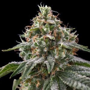 The Rascal Triploid 10 u. fem Triploid Seeds