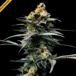 The Stinking Rose 3 u. fem. DNA Genetics