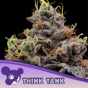 Semillas feminizadas Think Tank de Anesia Seeds para cultivo