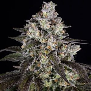 semillas feminizadas Trainwreck de Barney's Farm para cultivo