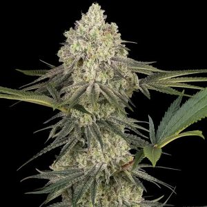 Triple Mints XXL Sensi Seeds