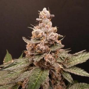 semillas feminizadas Trop Cherry Hash para cultivo en interior y exterior