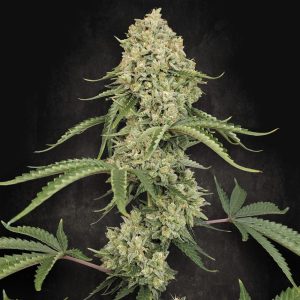 Tropical Fruit Cake Paradise Seeds