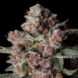 Tropical Jam Silent Seeds