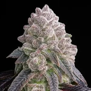 semillas feminizadas Tropical Sherbberry Triploid para cultivo