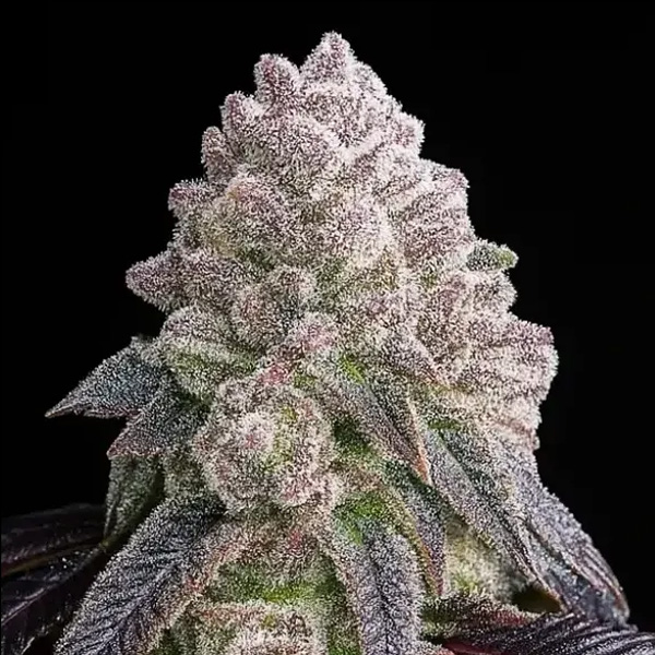 semillas feminizadas Tropical Sherbberry Triploid para cultivo