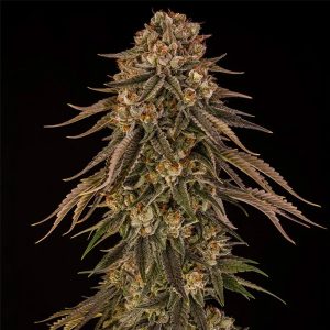 Tropical Velvel Fast CBD Silent Seeds
