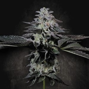 Tropicana Crush 5 u. fem. Paradise Seeds Limited Edition