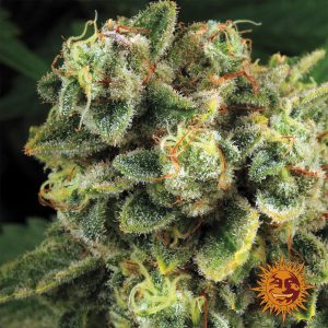 semillas feminizadas Tropicanna Banana de Barney's Farm para cultivo