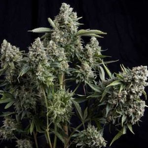 Tutankhamon 7 u. Reg. Pyramid Seeds