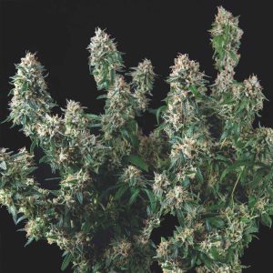Semillas feminizadas Tutankhamon x Cookies USA de Pyramid Seeds para cultivo