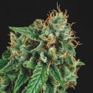 semillas feminizadas Tutankhamon x Gorilla Glue de Pyramid Seeds para cultivo