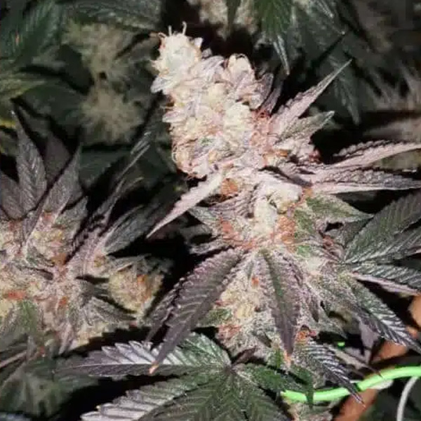 Semillas feminizadas Tutti Candy 4 unidades para cultivo