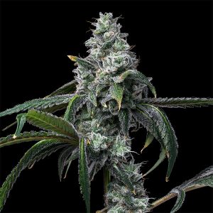 UK Cheese X Hollywood 6 u. fem Cookies Seed Bank