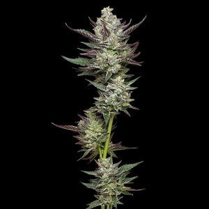 Semillas feminizadas Vanilla Creme Pie de Humboldt Seeds Company para cultivo