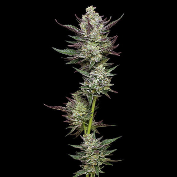Semillas feminizadas Vanilla Creme Pie de Humboldt Seeds Company para cultivo