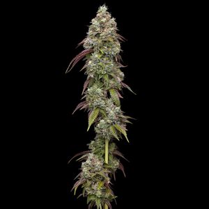 semilla feminizada Vanilla Frosting de Humboldt Seeds Company