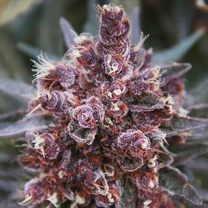 Violeta 5 u. Regular Ace Seeds