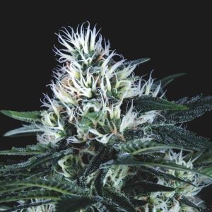 semillas feminizadas Wembley de Pyramid Seeds para cultivo