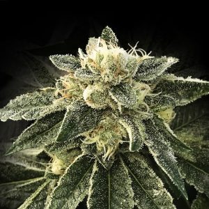 White Chocolope 3 u. fem. DNA Genetics