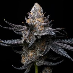 semillas feminizadas White Diamond Triploid para cultivo