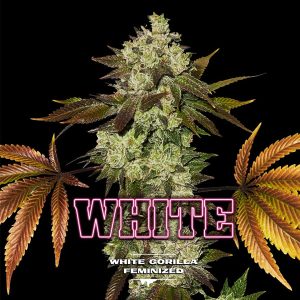 White Gorilla BSF Seeds