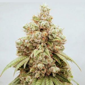 White Gushers #33 - 5 u. fem. Dutch Passion Limited Edition