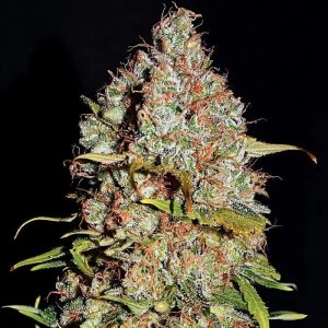 White Truffle Empire Seeds