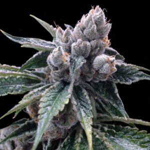 White Walker Kush 3 u. fem. DNA Genetics
