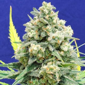 Semillas feminizadas White Widow de Original Sensible Seeds para cultivo