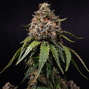 White Widow Barney's