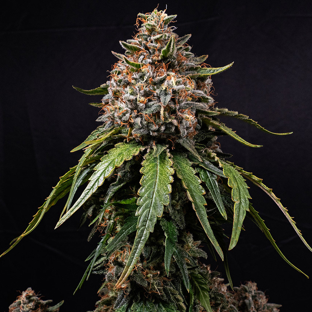 White Widow Barney's