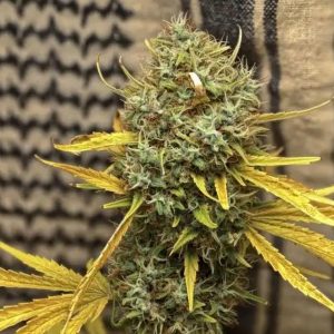 Widow AC Or WACO 15 u. reg. Mr. Nice