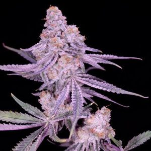 semillas feminizadas Winter Sunset #4 para cultivo