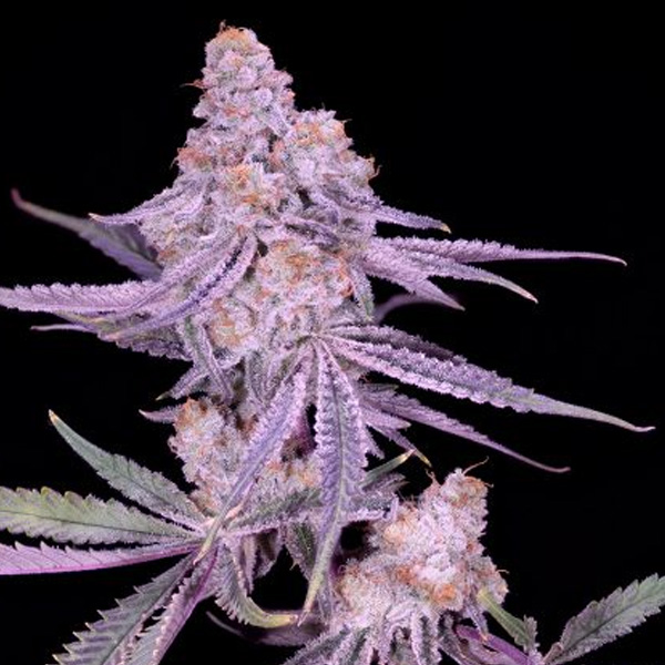 semillas feminizadas Winter Sunset #4 para cultivo