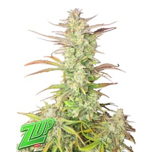 semillas feminizadas Z-Up de Fast Buds para cultivo de cannabis