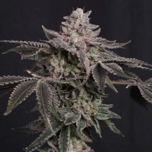 Semillas feminizadas Z42 de Fast Buds para cultivo de cannabis