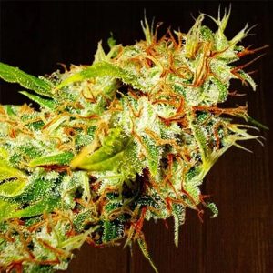 Zamaldelica 5 u. Regular Ace Seeds
