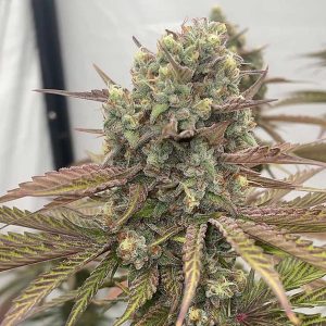 Semillas feminizadas Zapplewoodz de Conscious Genetics para cultivo
